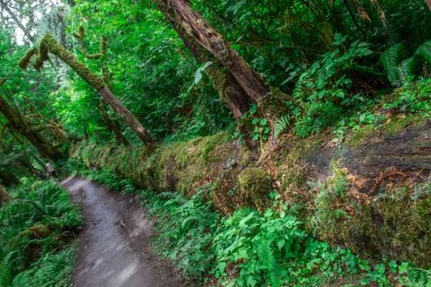 A fallen tree next to the path in the Hoh Rainforest Stock Photos