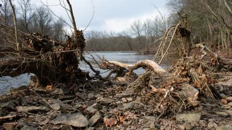 A Fallen Tree Next to a River With a Dam in the Background Stock Photos