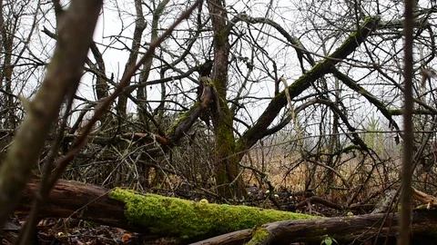 Fallen tree, old apple trees, the image of an abandoned garden Stock Footage 119216547