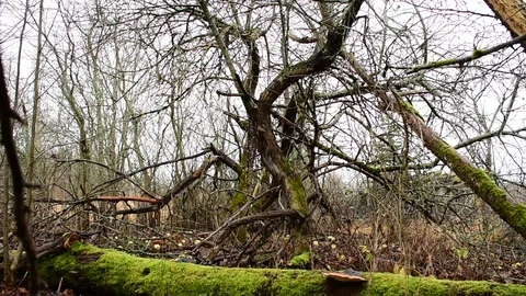 Fallen tree, old apple trees Stock Footage 119216836