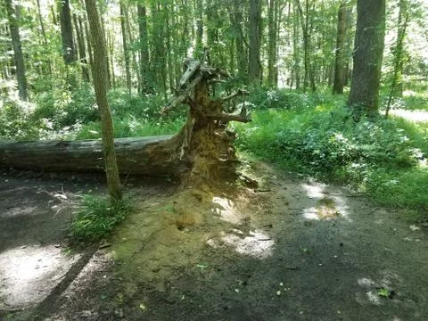 Fallen tree or log in forest with roots Stock Photos