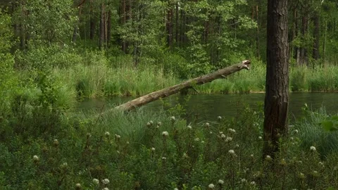 Fallen Tree Over Calm Forest Lake Stock Footage 330156108