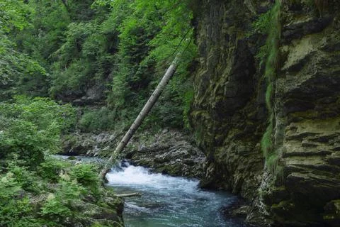 Fallen tree over canyon river 写真素材