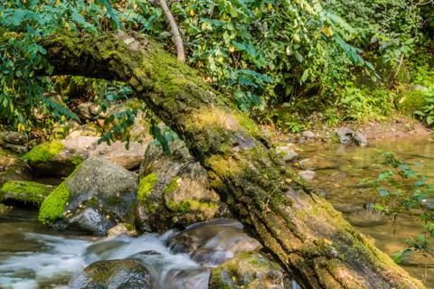Fallen tree over a cascading waterfall Stock Photos