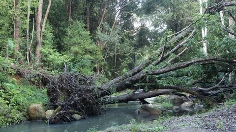 Fallen tree over creek Stock Footage 124848409