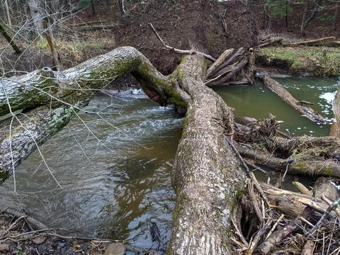 A fallen tree over a creek in a forest Foto stock