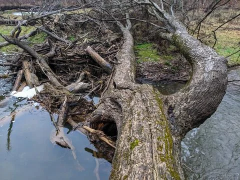 A fallen tree over a creek in a forest Stock Photos