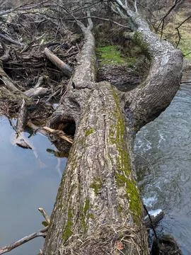 A fallen tree over a creek in a forest Stock Photos