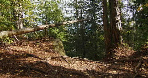 Fallen tree over a forest trail with exposed roots and autumn leaves. Nature and Stock Footage 264999015