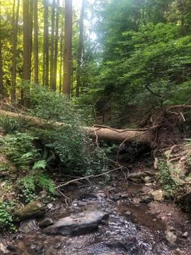 Fallen tree over idyllic forest stream. Stock Photos