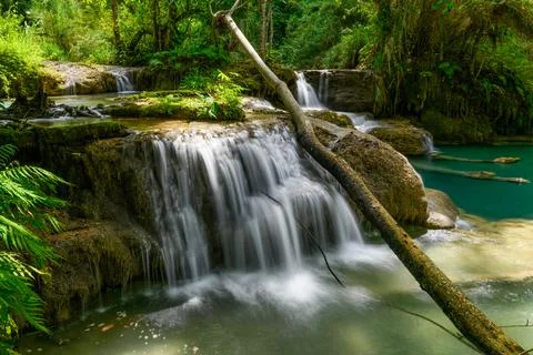 Fallen tree over limestone cascade Kuang Si Falls Stock Photos
