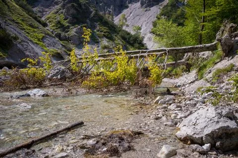 Fallen Tree Over Mountain Stream Stock Photos
