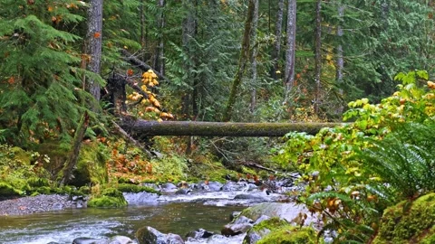 Fallen tree over Olney Creek in lush Olympic National Park forest, Washington St Video stock 332142980