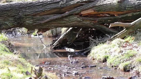 Fallen Tree over Park Stream with moss and grass - Beautiful English Countryside Stock-Footage 49049891