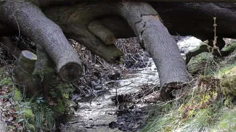 Fallen Tree over Park Stream with moss and grass - Beautiful English Countryside Video stock 49049905
