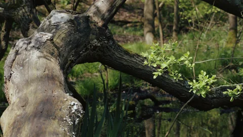 A fallen tree over a pond - pretty woodland scene. 4K tripod Stock Footage 239854280