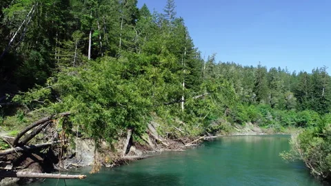 Fallen tree over river after flood Stock Footage 259835838