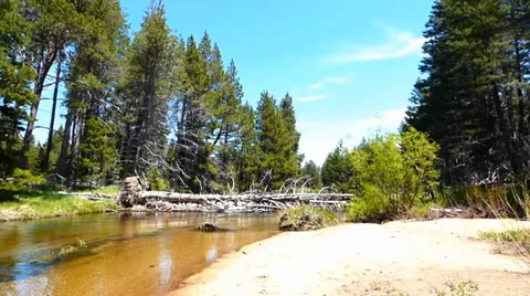 Fallen Tree Over River Bank Pine Forest Video stock 39420058