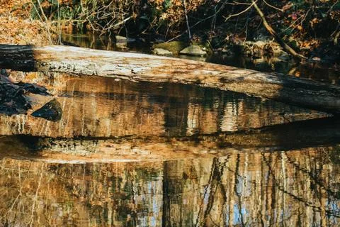 A Fallen Tree Over a River Casting a Reflection Of Itself Stock Photos