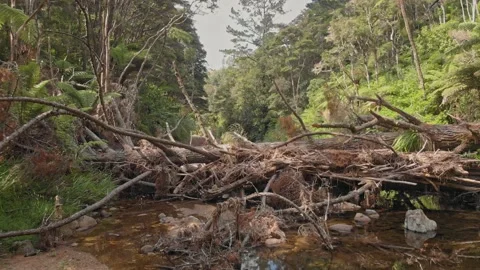 A fallen tree over a River, Coromandel, New Zealand 库存影片 147169398
