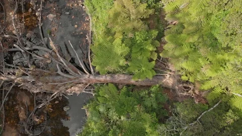 A fallen tree over a River, Coromandel, New Zealand Stock Footage 147169540