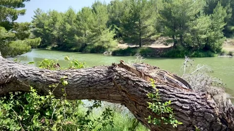 Fallen tree over the river. The river is wide and calm. Stock Footage 248893204