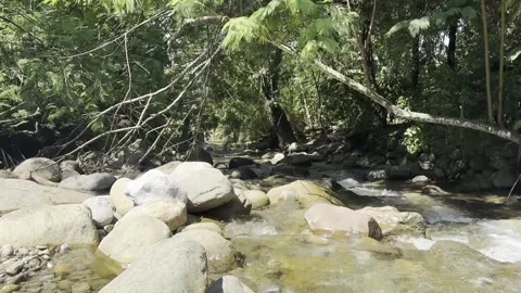 Fallen Tree Over Rocky Highland Stream in Tropical Forest Stock Footage 345191414