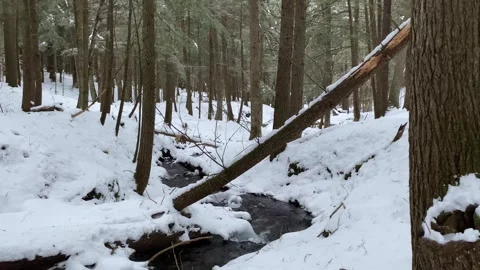 Fallen Tree Over Snowy Stream Stock Footage 247075220