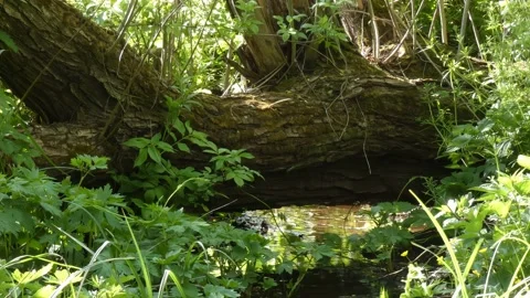 Fallen tree over a stream in a forest with a light breeze Stock Footage 197068053