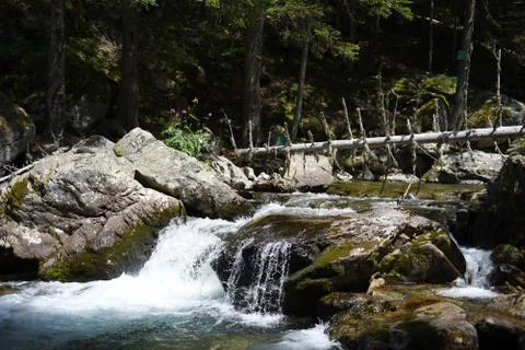Fallen tree over stream Stock Photos