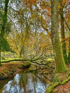Fallen tree over stream Stock Photos