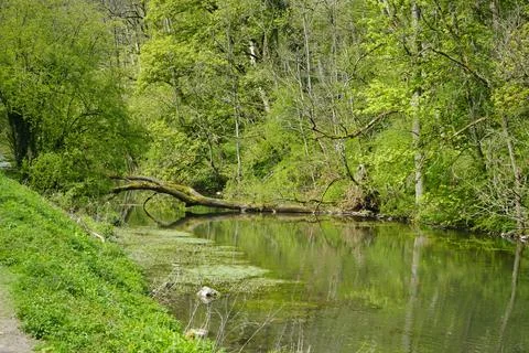 Fallen Tree Over Tranquil River Surrounded By Lush Greenery In Youlgrave, 库存照片