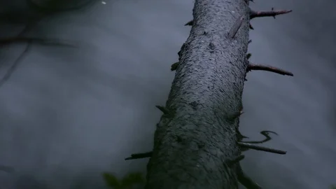Fallen tree over water Vidéo 94884620