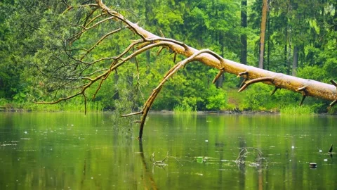 Fallen tree over water, nature's cycle and environmental change Stock Footage 336732492