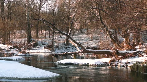 Fallen tree over the water in the park in winter Stock Footage 44665613