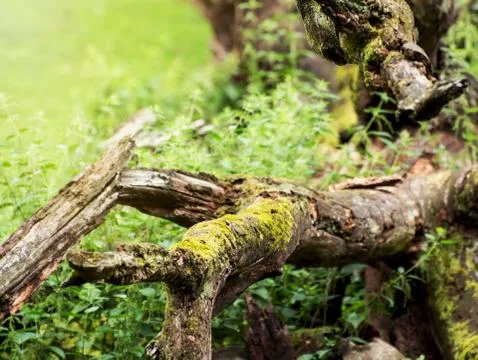 Fallen tree overgrown with moss Stock Photos