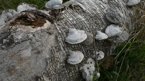 Fallen tree overgrown with mushrooms, close-up Stock Footage 138525807