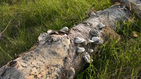 Fallen tree overgrown with mushrooms Stock Footage 138525869