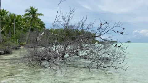 Fallen tree on a paradise lagoon in Rangiroa Stockbeeldmateriaal 344426889