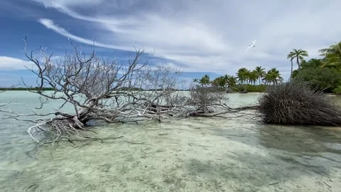Fallen tree on a paradise lagoon in Rangiroa Stockbeeldmateriaal 344426964