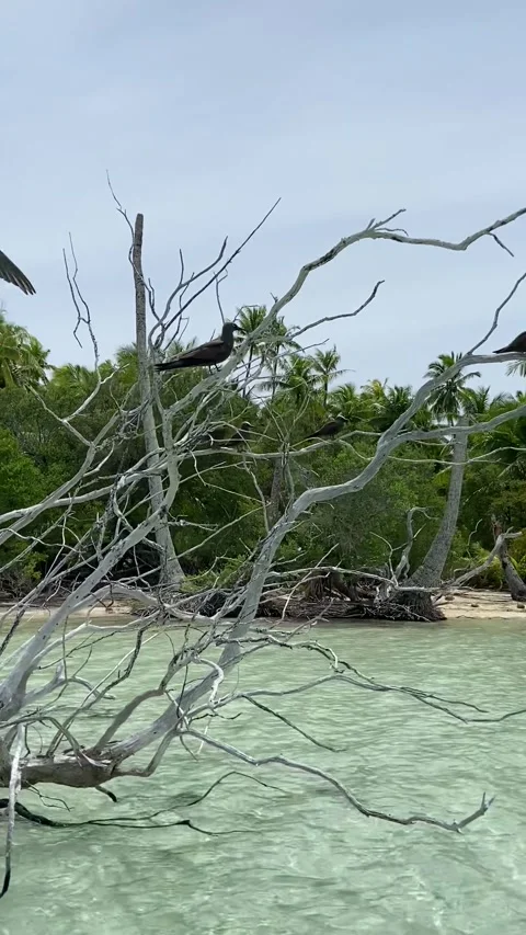 Fallen tree on a paradise lagoon in Rangiroa Stockbeeldmateriaal 344426966