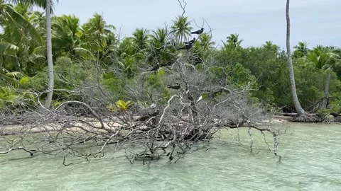 Fallen tree on a paradise lagoon in Rangiroa Stock-Footage 344426994