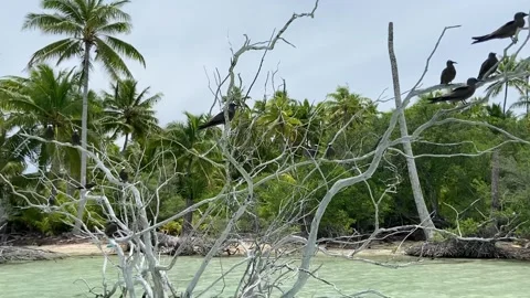 Fallen tree on a paradise lagoon in Rangiroa Vidéo 344427057