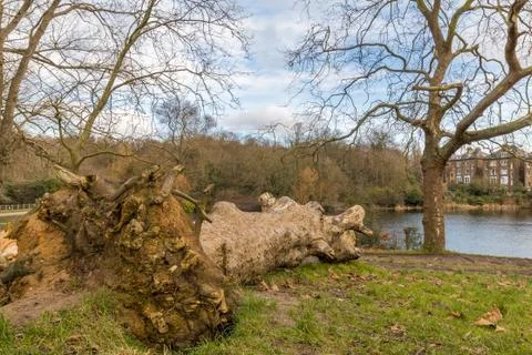 Fallen tree in the park and left to rot Stock Photos