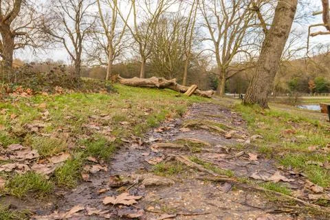 Fallen tree in the park and left to rot Stock Photos