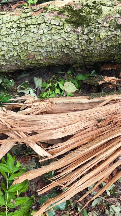 The fallen tree in the park is completely split in half by a severe storm. Stock Footage 339691307