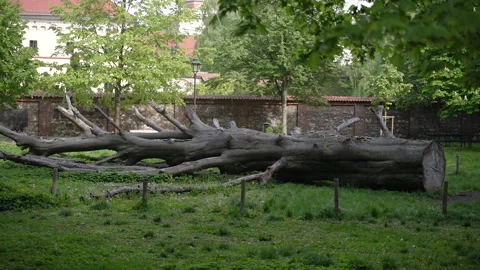 Fallen tree in the park. Cut down tree. Stock Footage 310972916