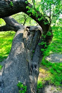 The fallen tree in the park does not give up and lives. Spring. Day. Stock Photos