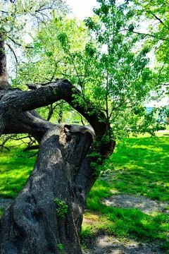The fallen tree in the park does not give up and lives. Spring. Day. Stock Photos