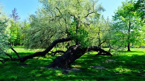 The fallen tree in the park does not give up and lives. Spring. Day. Stock-Fotos